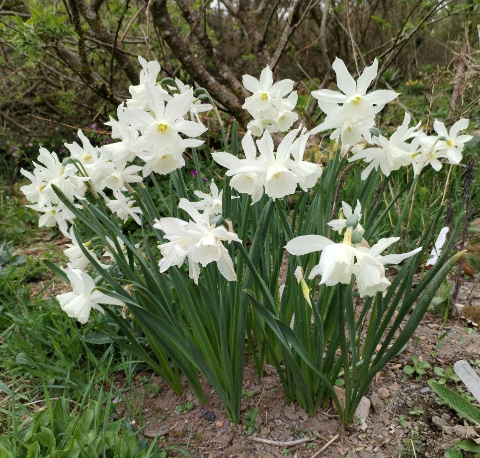 Narcissus 'Thalia'