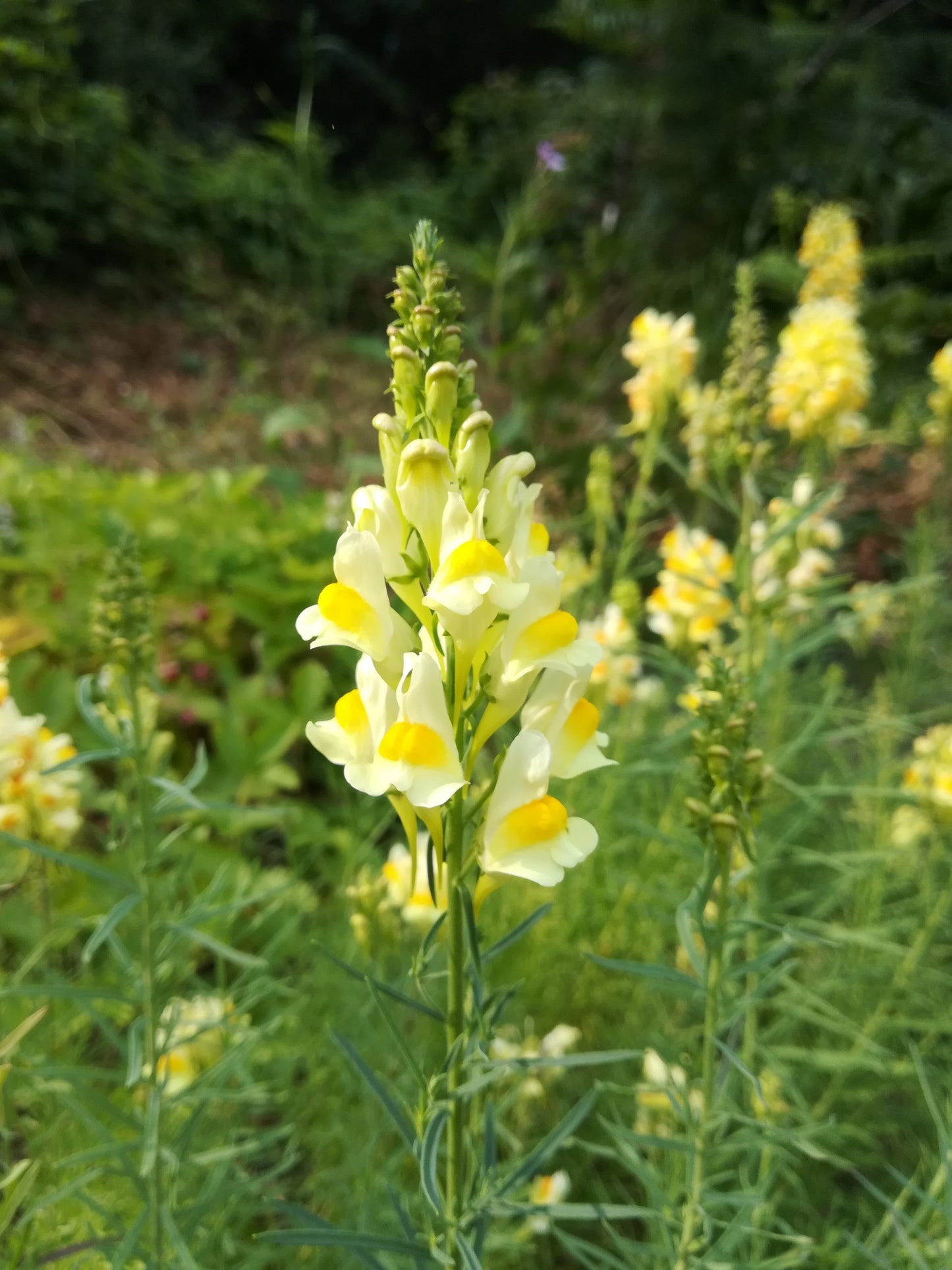 Toadflax