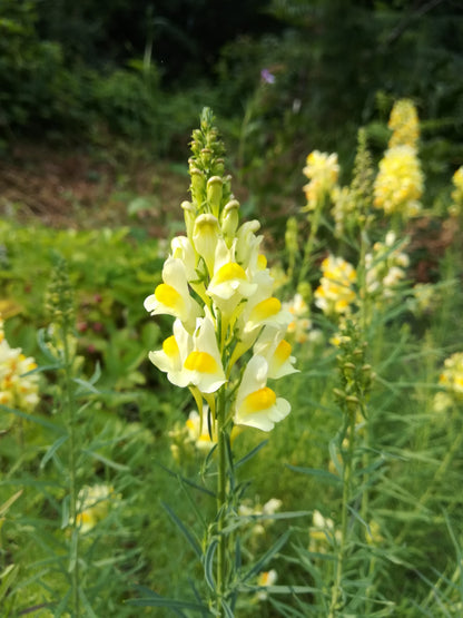 Toadflax
