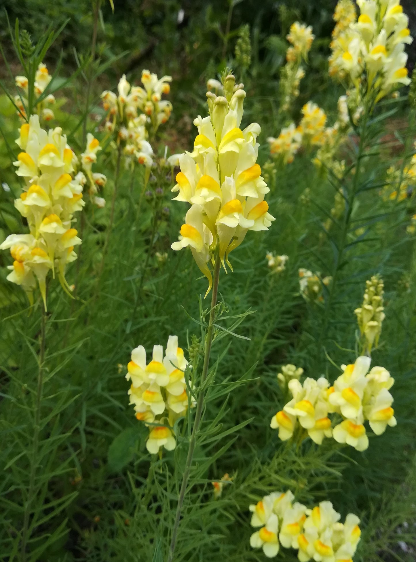Toadflax