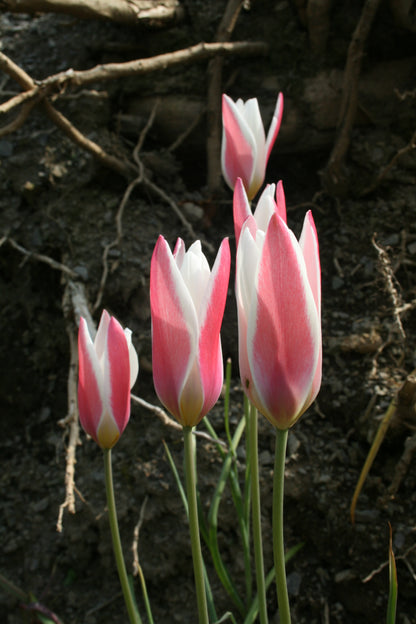 Tulipa 'Lady Jane'
