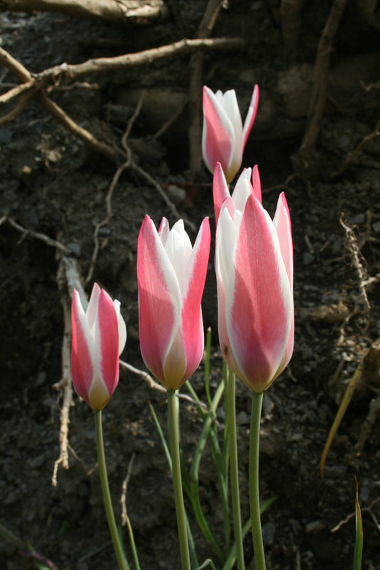 Tulipa 'Lady Jane'