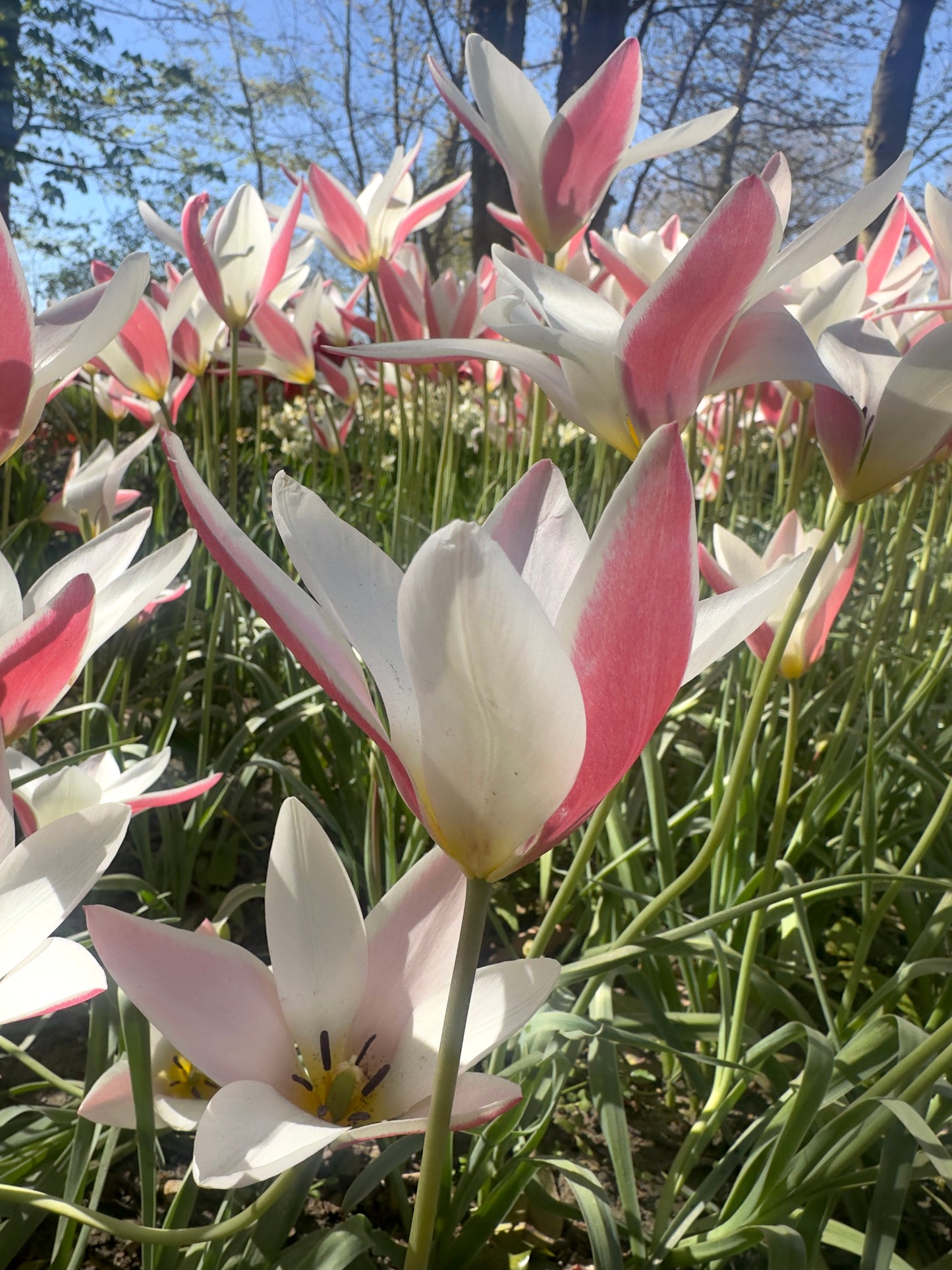 Tulipa 'Lady Jane'