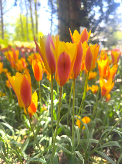 Tulipa clusiana chrysantha