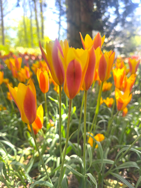 Tulipa clusiana chrysantha