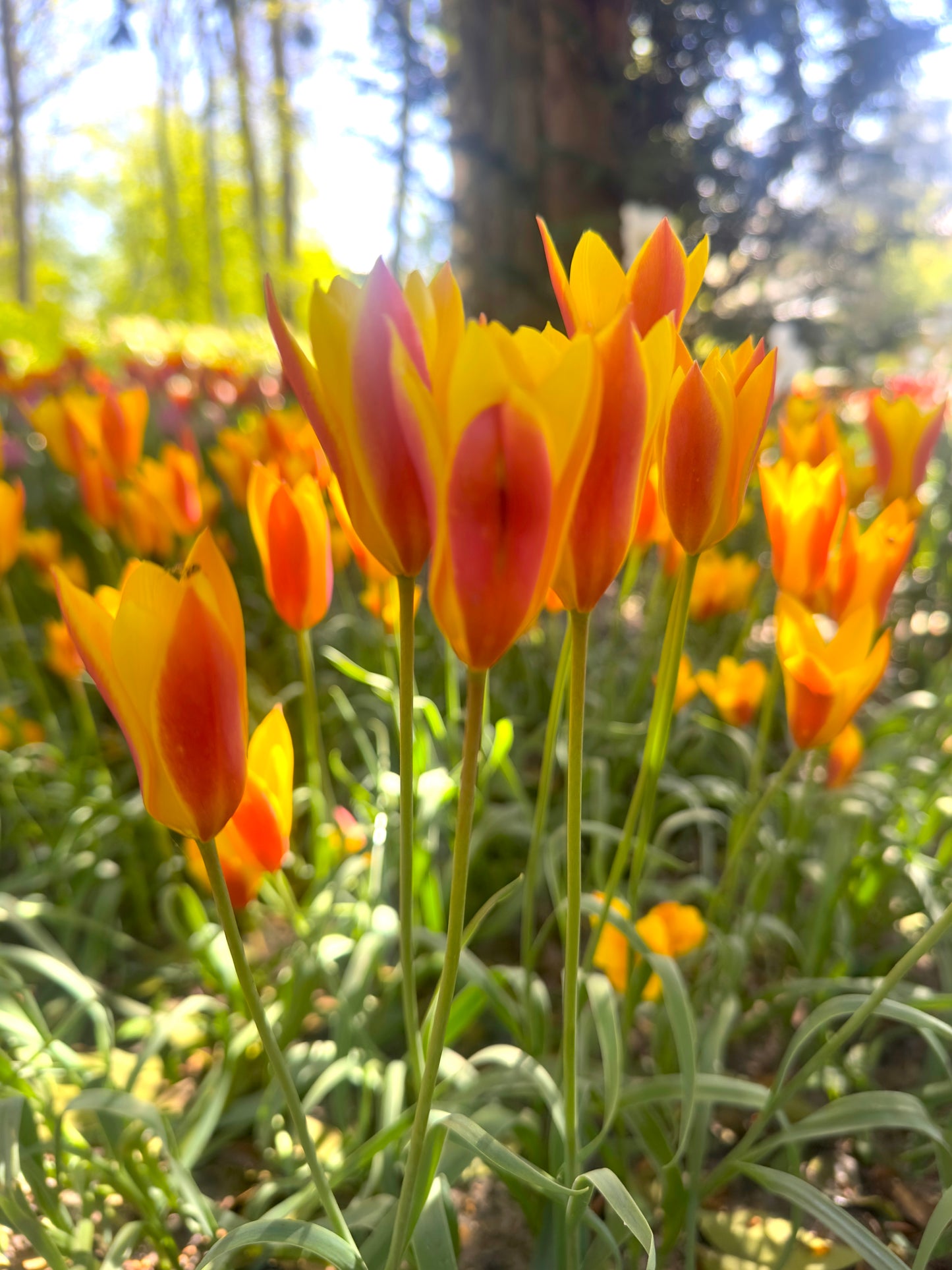 Species Tulip & Crocus Collection