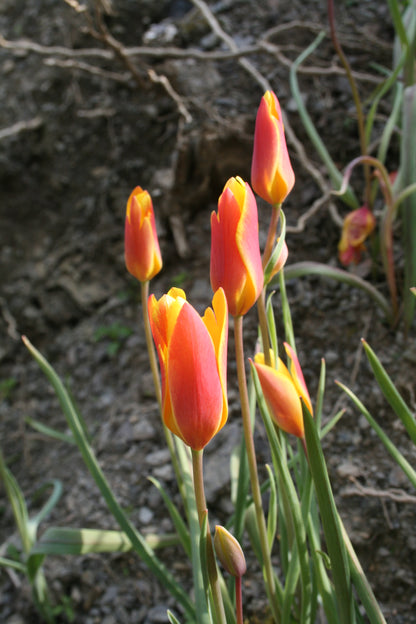 Tulipa clusiana chrysantha