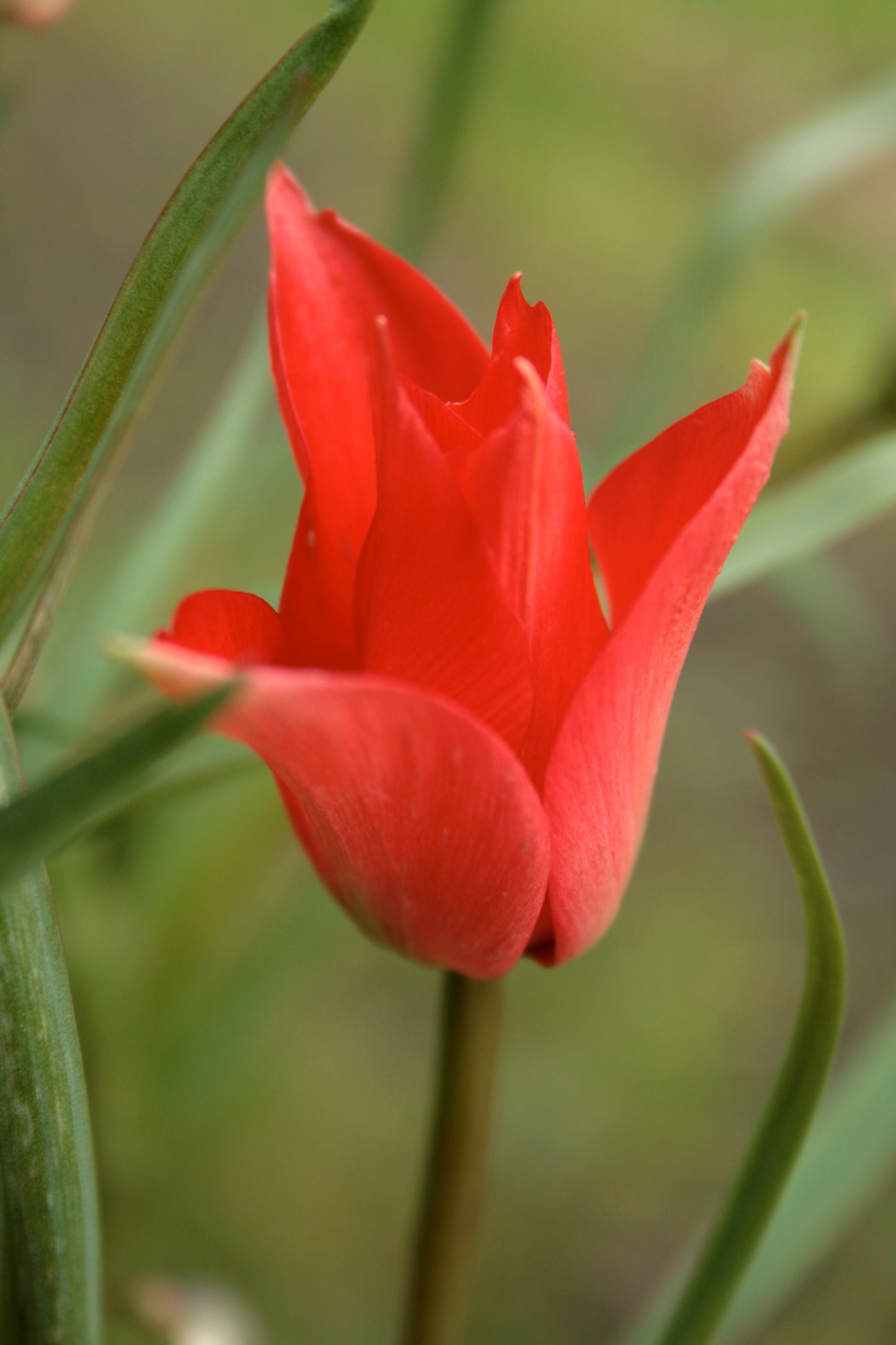 Species Tulip & Crocus Collection