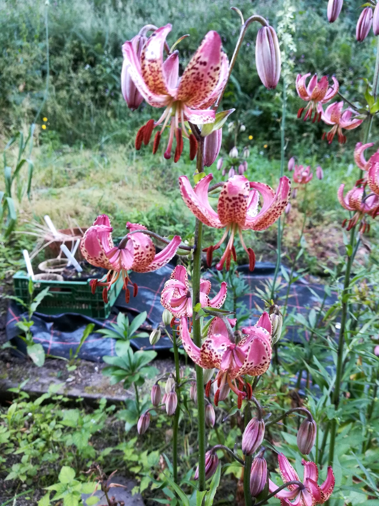 Turks Cap Lily (Pink)