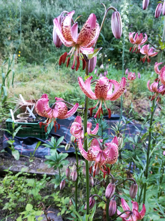 Turks Cap Lily (Pink)