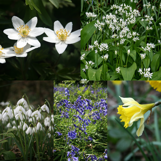 Native Woodland Collection