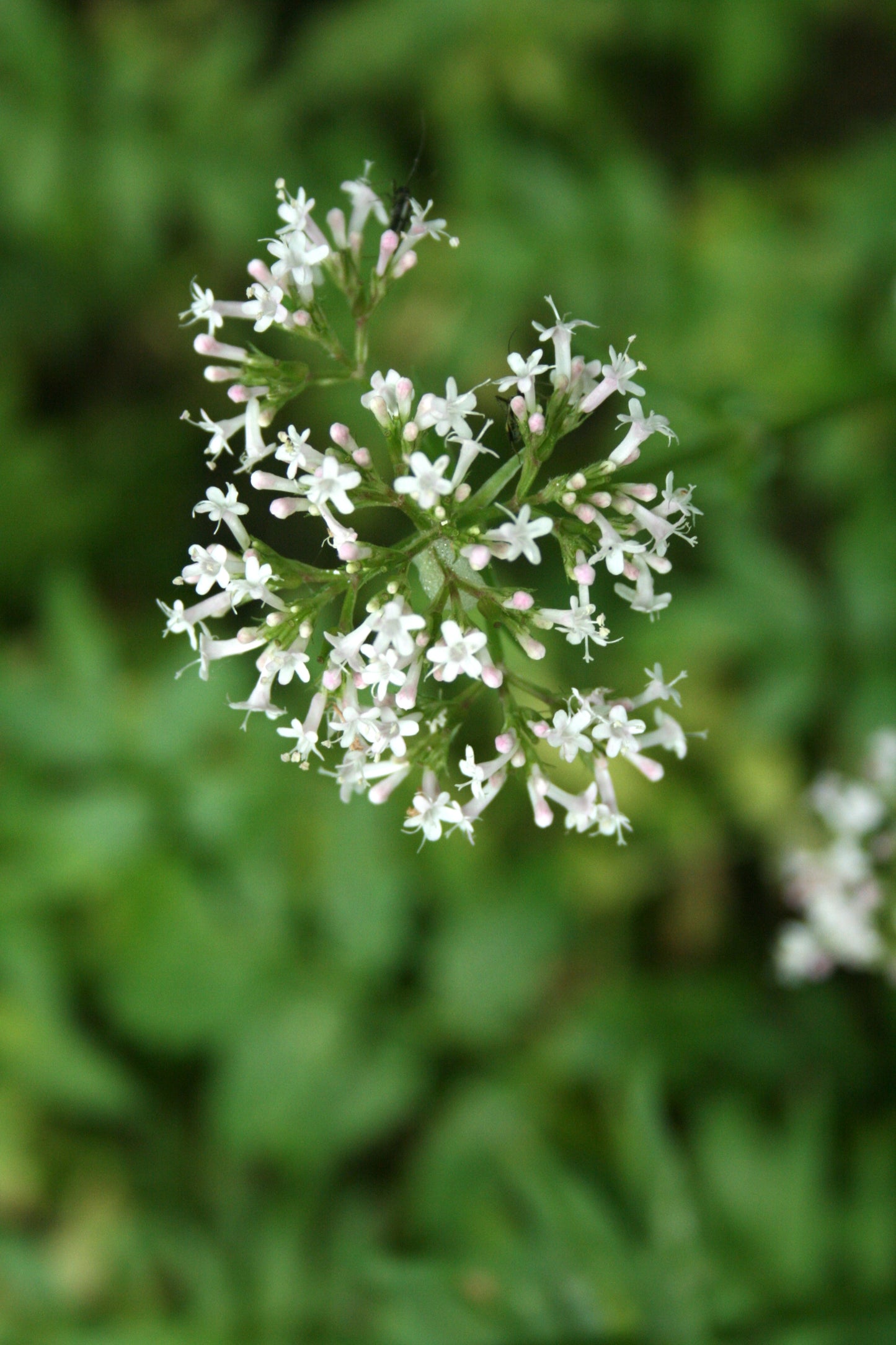Valerian