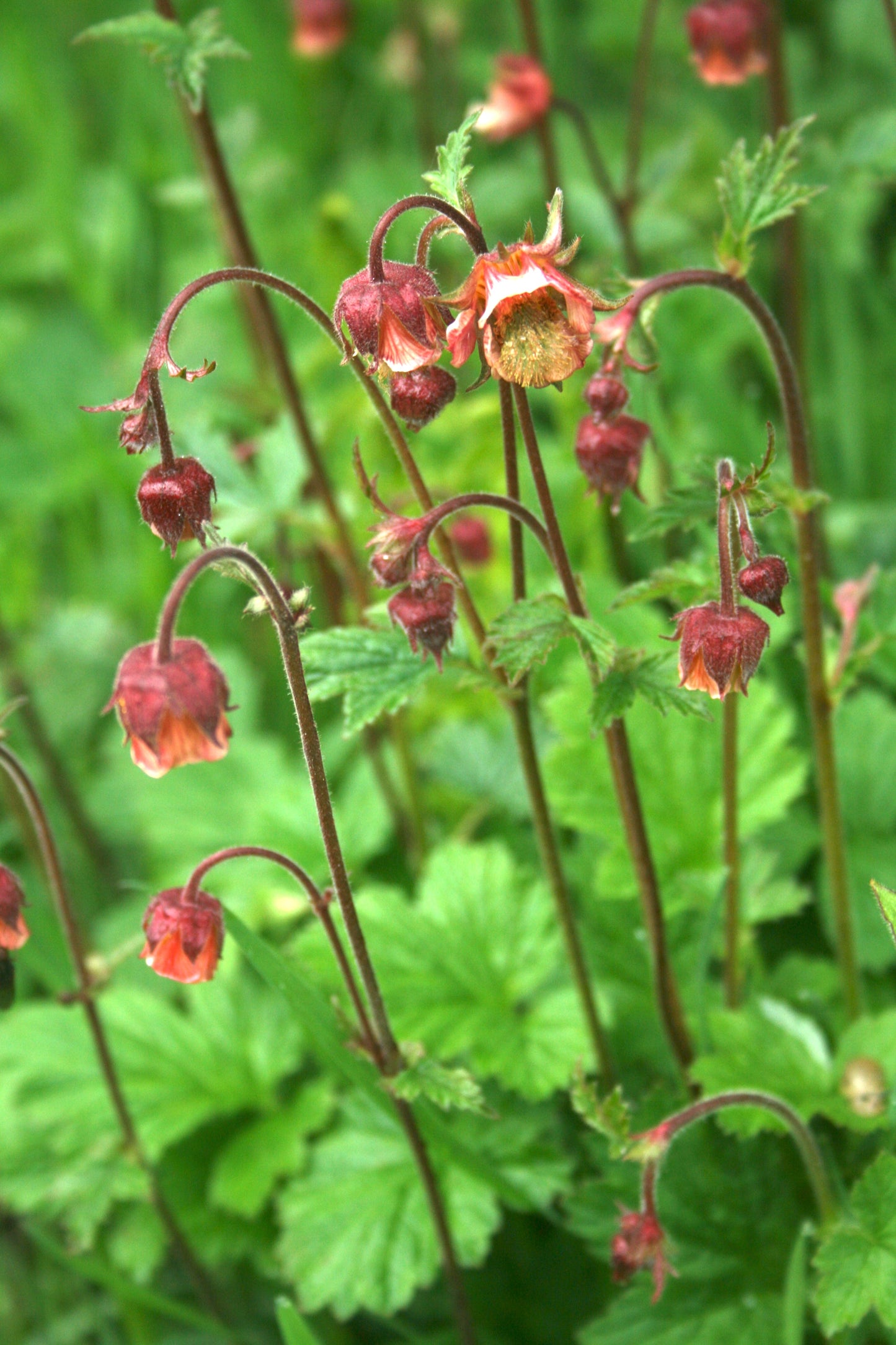 Water Avens (Pu/Or/Pi)