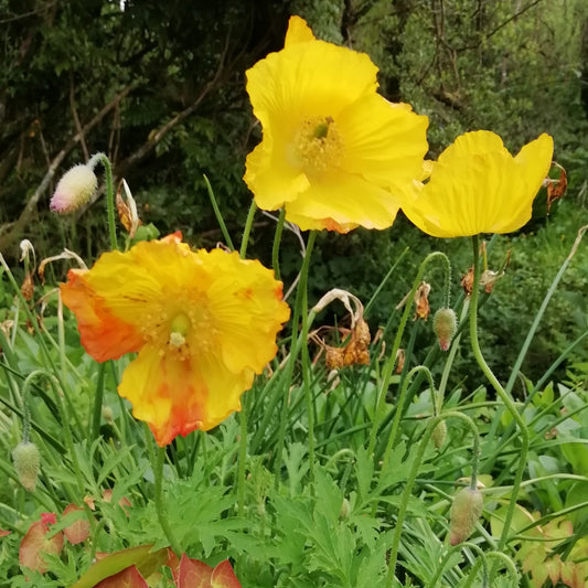 Welsh Poppy