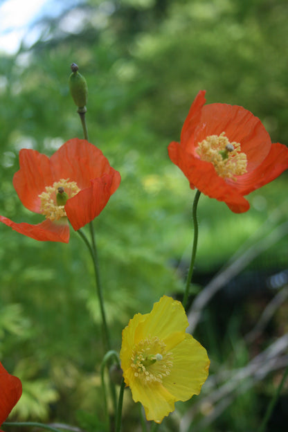 Welsh Poppy