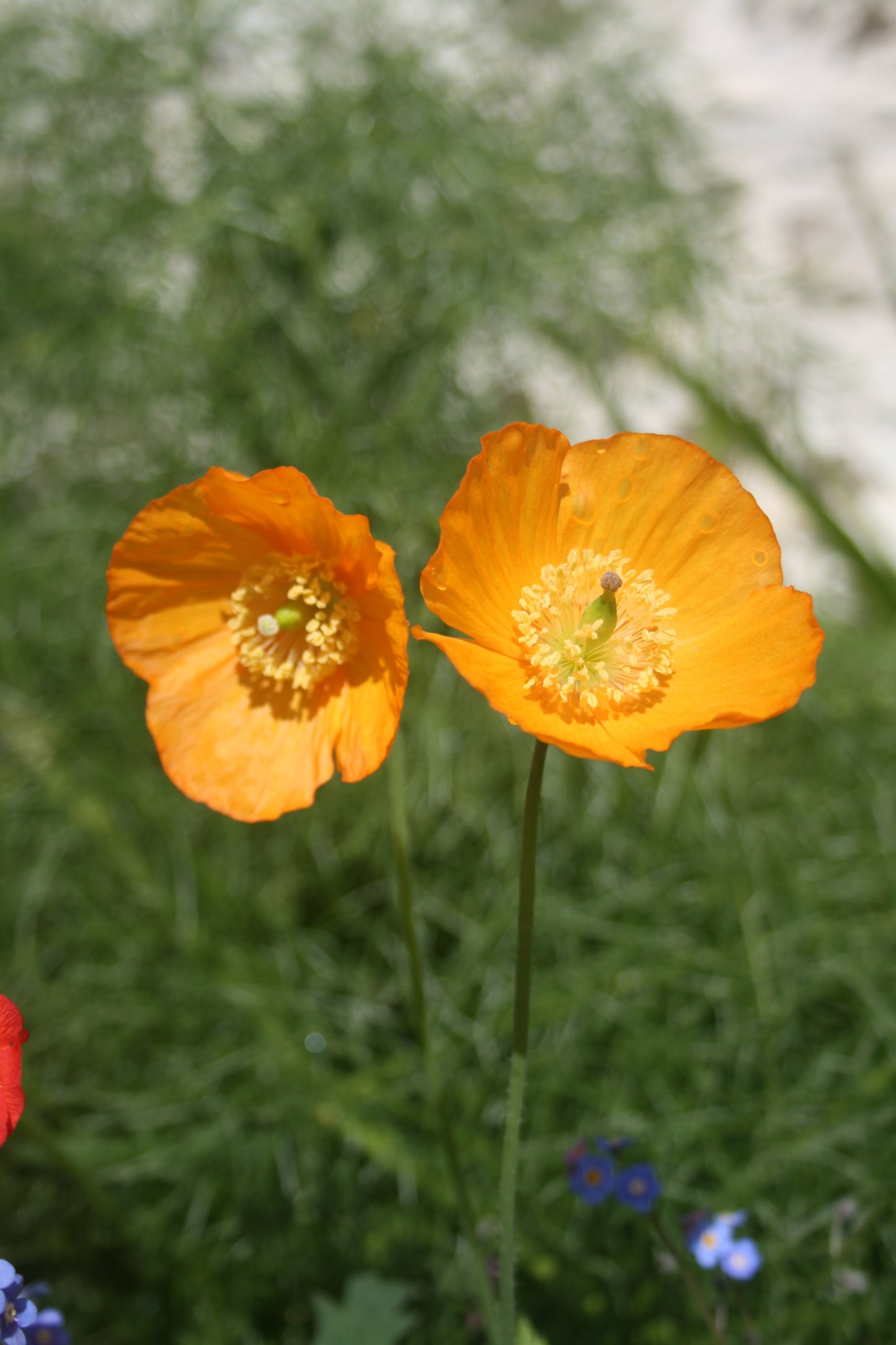 Welsh Poppy
