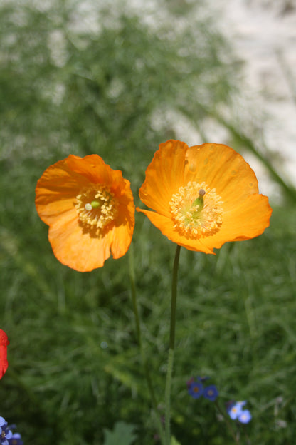 Welsh Poppy