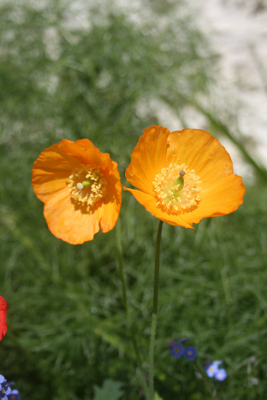Welsh Poppy