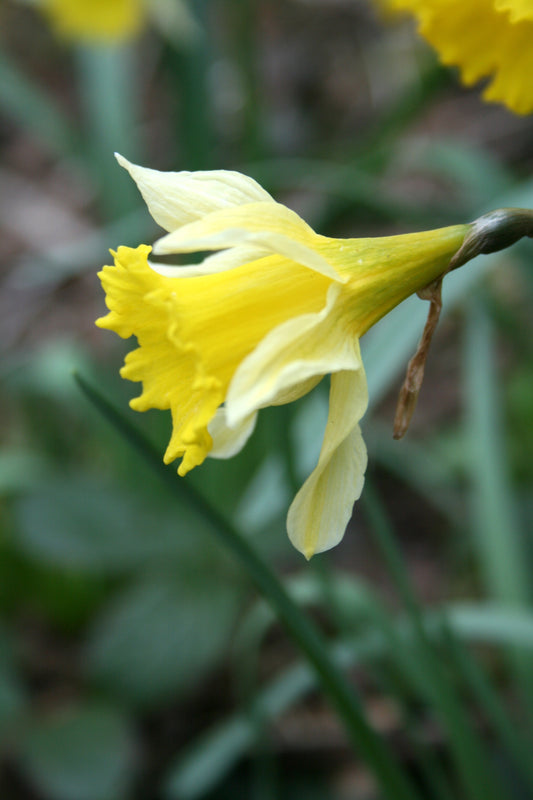 Wild Daffodil