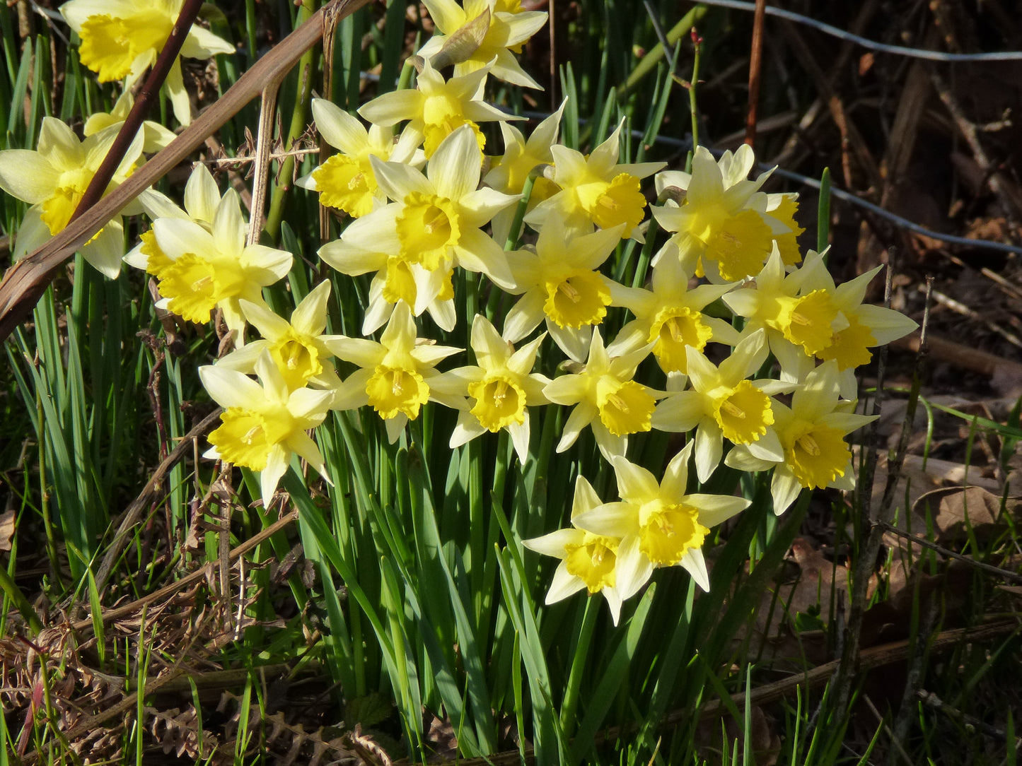 Wild Daffodil
