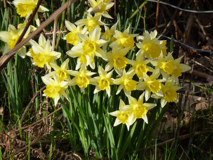 Bee Pollinator Bulb Collection