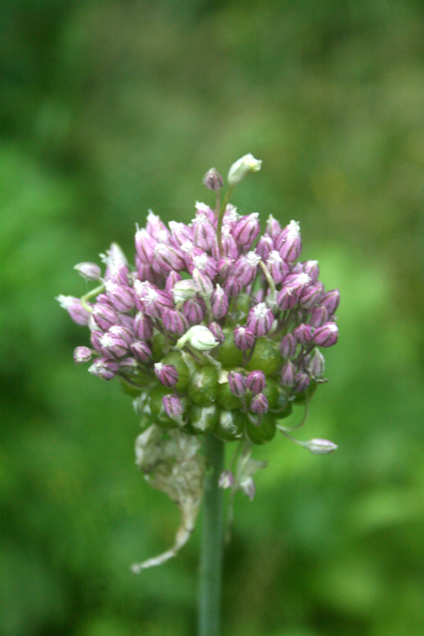 Wild Leek