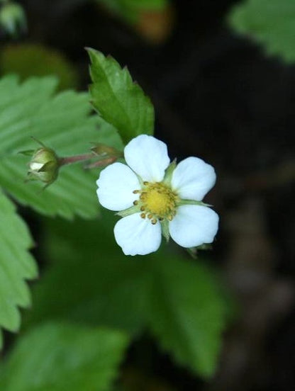 Wild Strawberry