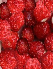 Wild Strawberry