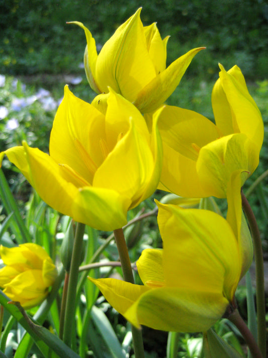 Wild Tulip