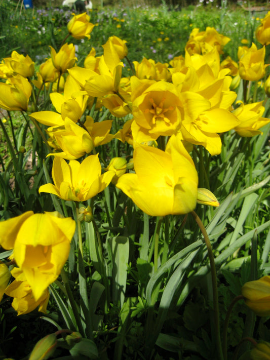 Wild Tulip