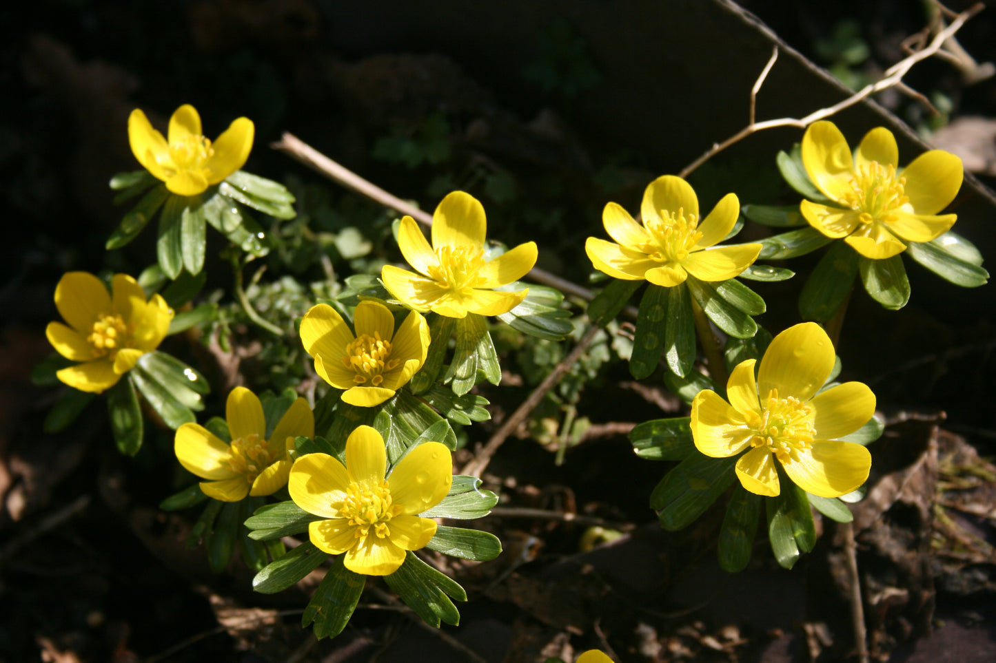 Winter Aconite