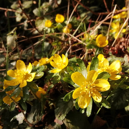 Winter Aconite