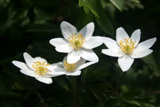 Wood Anemone