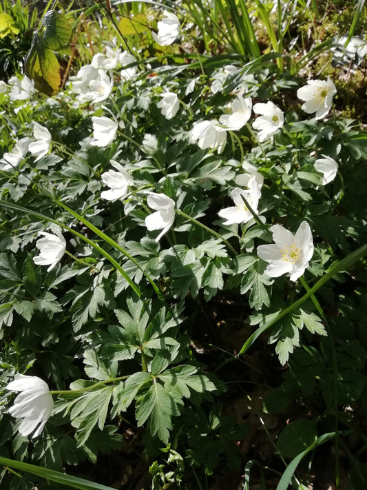 Wood Anemone