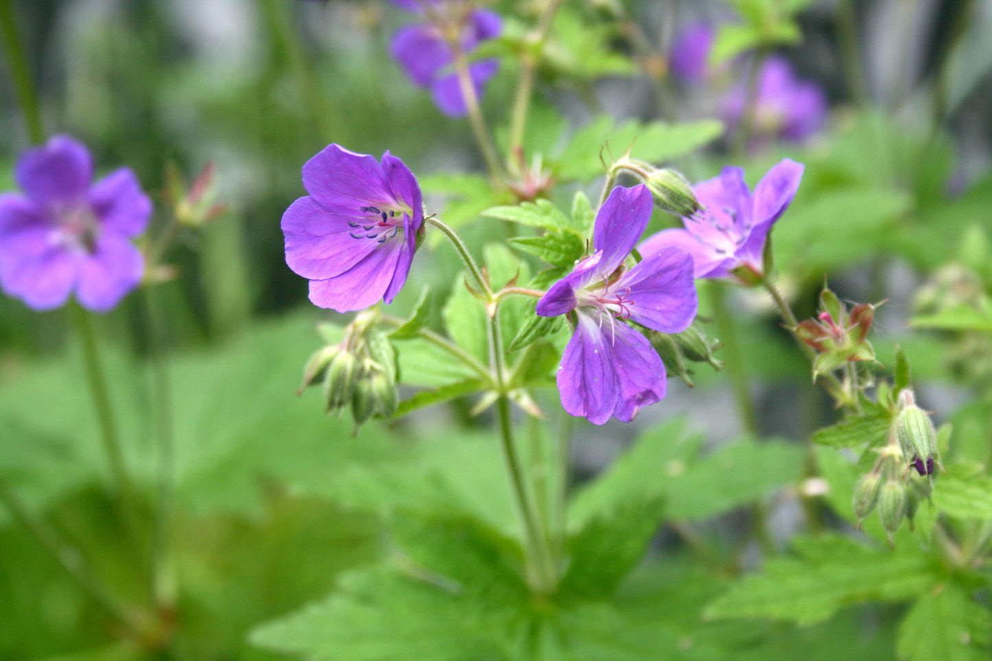 Wood Cranesbill