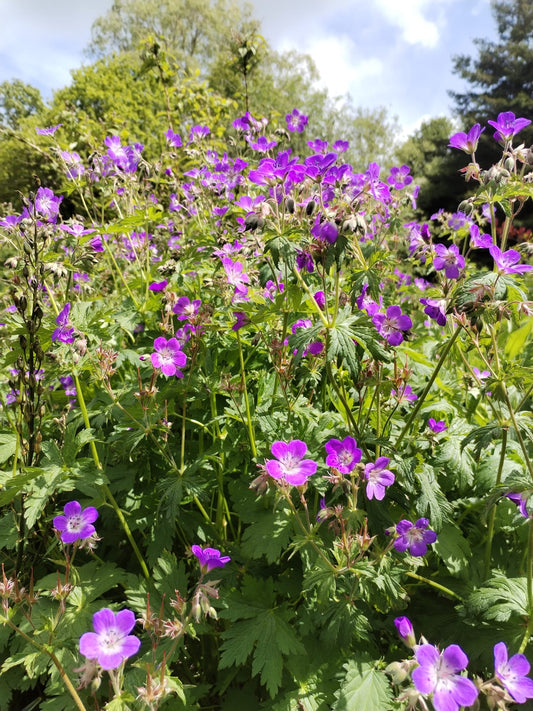 Wood Cranesbill