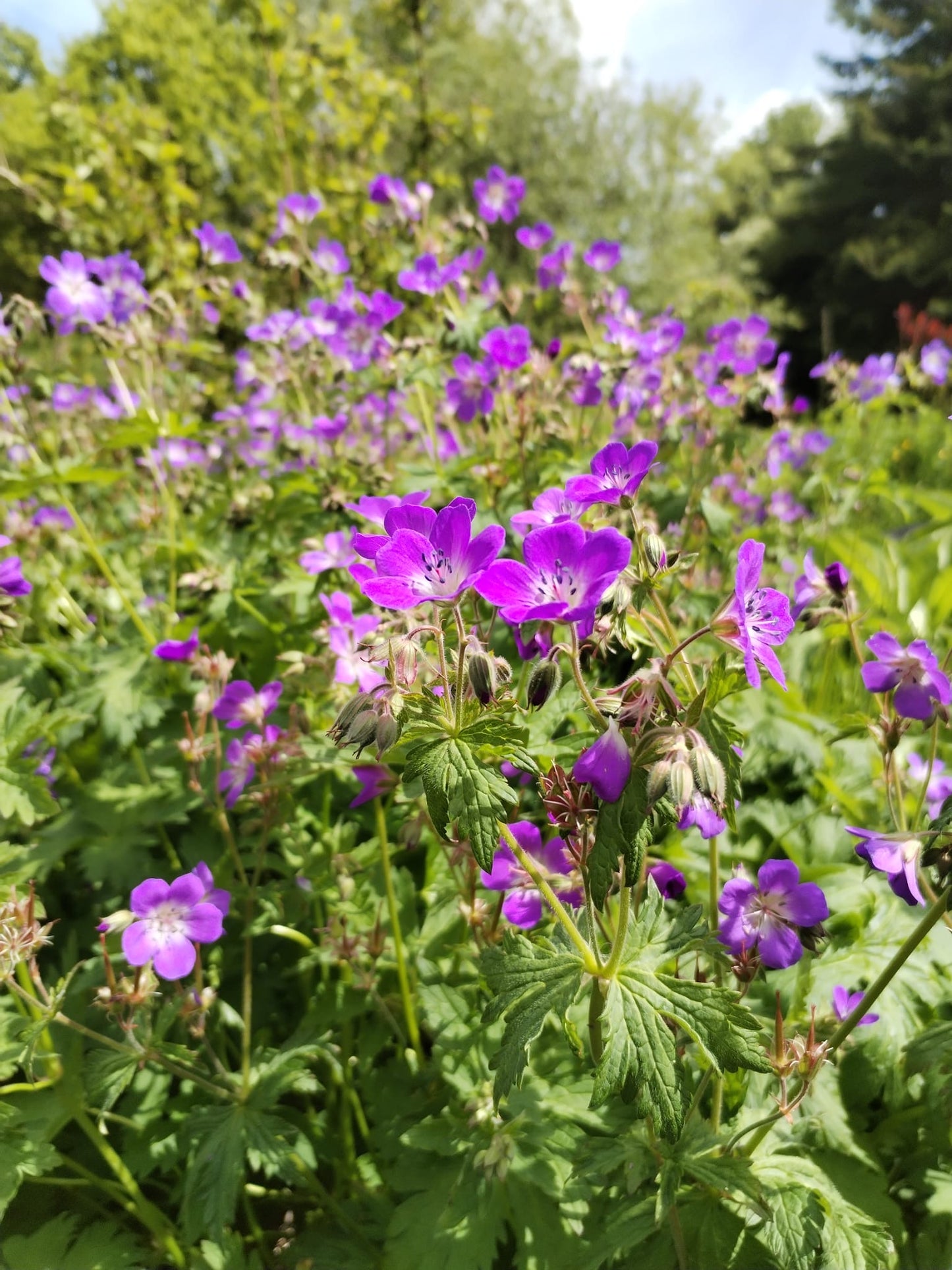 Wood Cranesbill