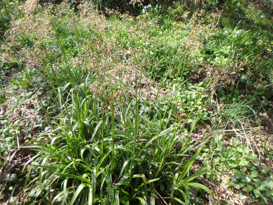 Great Wood Rush
