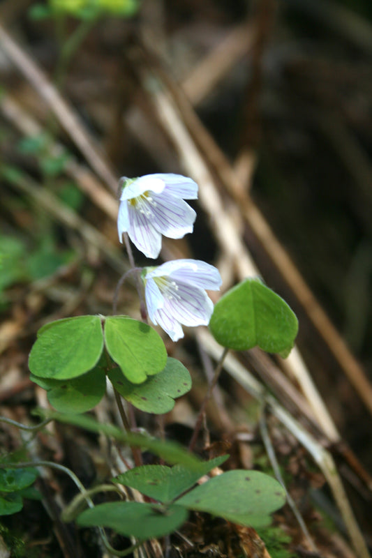 Wood Sorrel