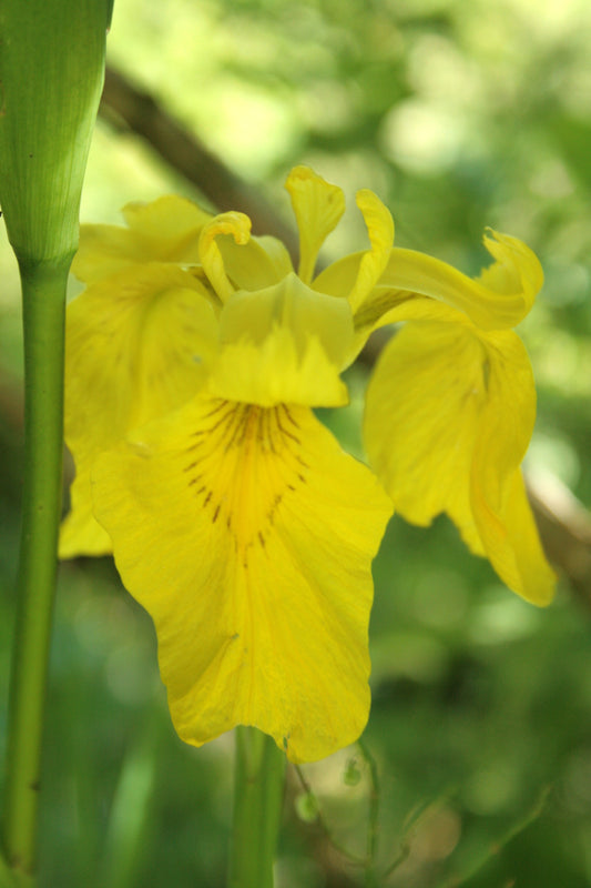 Yellow Flag Iris