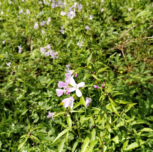Coralroot