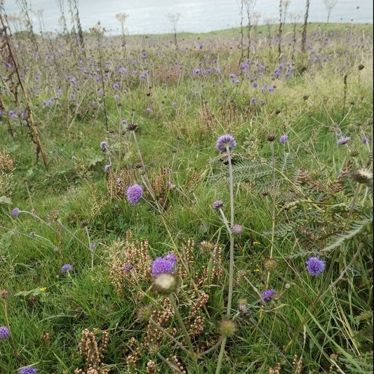 Devil's-bit Scabious