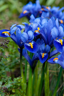 Iris reticulata 'Harmony'