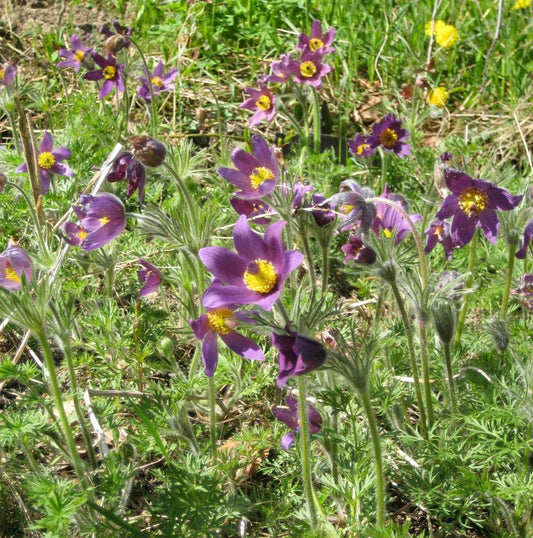 Pasque Flower