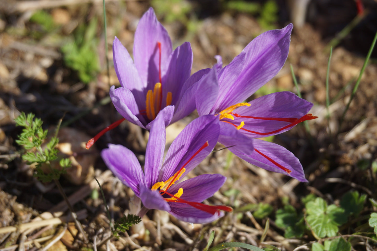 Crocus sativus Saffron Crocus